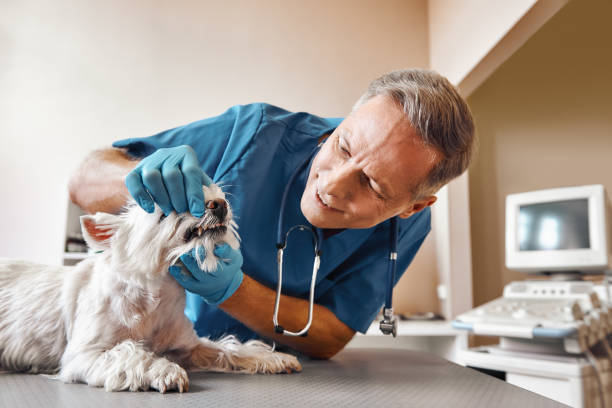 Best Emergency Dental Care for Abscessed Tooth in Lolo, MT